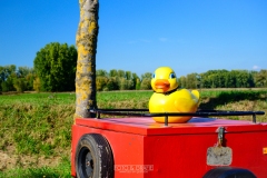 herfstrit_096_OLD6257