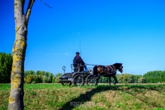 herfstrit_100_OLD6261
